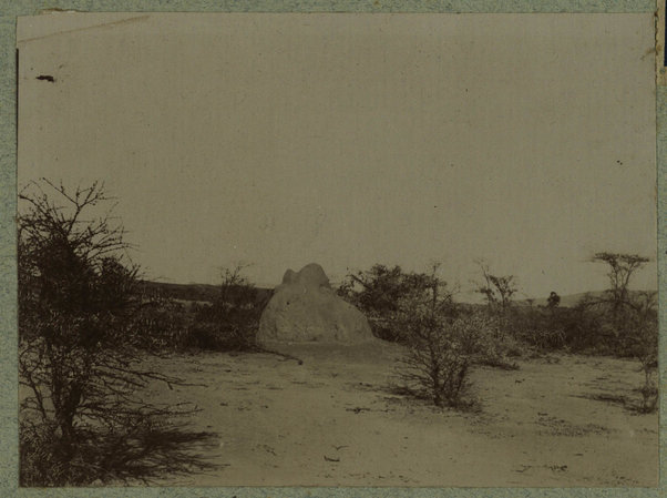 Nidi di termiti nel deserto