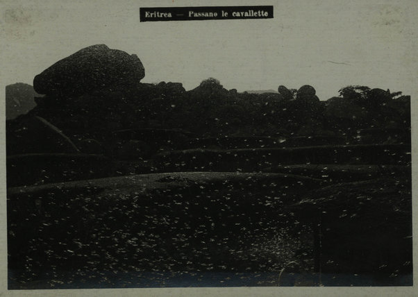 Asmara - Passano le cavallette