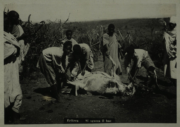 Eritrea - Si sgozza il bue