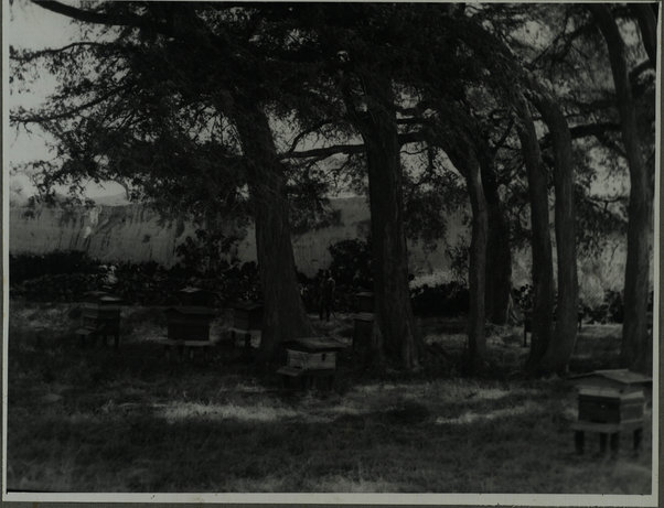 Apiario nei pressi di Cheren (Beehives near Keren)