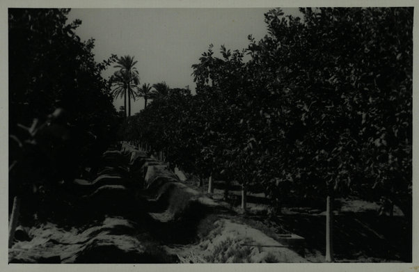 Cheren. Agrumeti (Orangegroves)