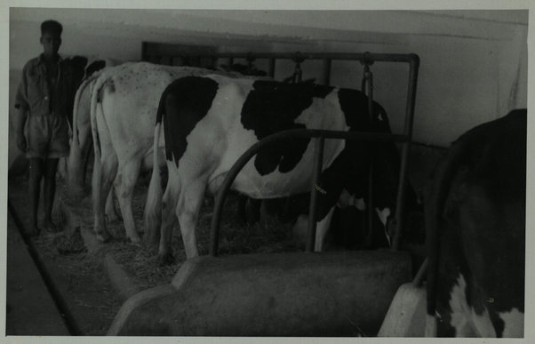 Allevamento bestiame (aziende varie) (Cattle breeding - diverse farm)