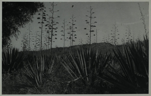 Elaberet. Coltivazione dell'agave sisalana (Cultivation of agave for the production of sisal-grass - henequen)