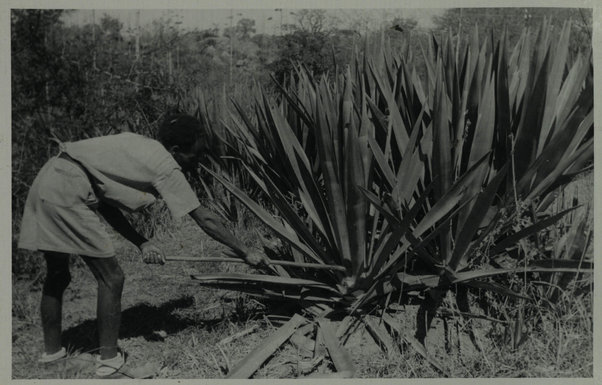 Elaberet. Coltivazione dell'agave sisalana (Cultivation of agave for the production of sisal-grass - henequen)