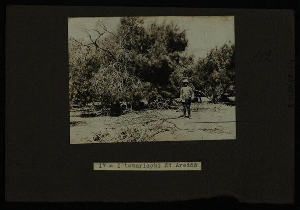 I tamarischi di Areddò [?]. 15-26 gen. 1913
