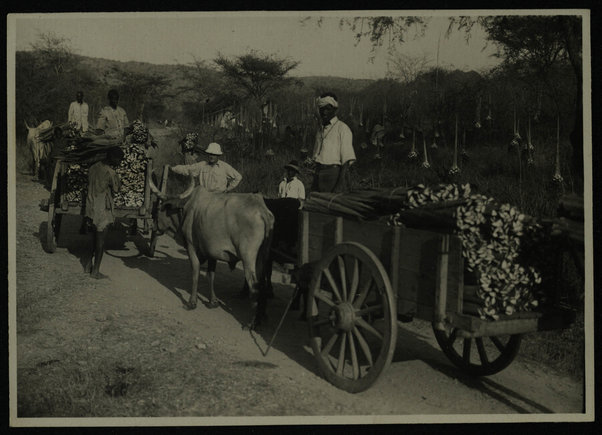 Elaberet. Azienda agricola Casciani. Coltivazione e lavorazione agave sisalane; [ca. 1930]