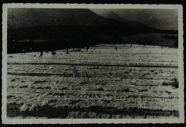 Elaberet. Azienda agricola Casciani. Coltivazione e lavorazione agave sisalane; [ca. 1930]