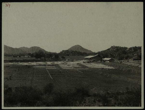 Elaberet. Azienda agricola Casciani. Coltivazione e lavorazione agave sisalane; [ca. 1930]