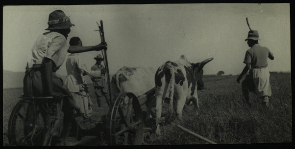 Concessione Marazzani. (coltivazioni varie). [anni  1930]