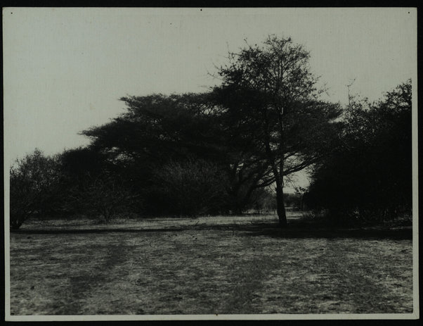 Istituto agronomico Africa italiana. Boscaglia a Tessenei e verso Abu Gamel; 23 dicembre  1933