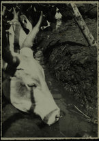 fotografia/IsIAO_GALLA_SIDAMA_10_A_I/IsIAO_GALLA_SIDAMA_10_A_I/1