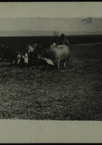 fotografia/IsIAO_HARAR_10_A_II/IsIAO_HARAR_10_A_II/1