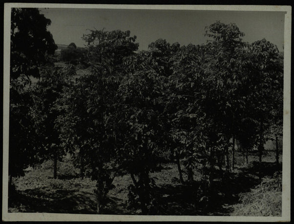 Piantagioni di caffè (ciat e patate dolci)