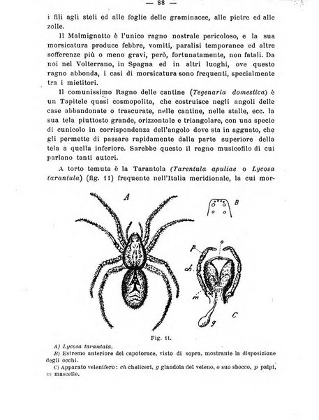 Almanacco del giornale di agricoltura L'Italia agricola