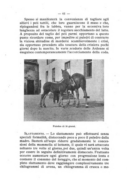 Almanacco del giornale di agricoltura L'Italia agricola