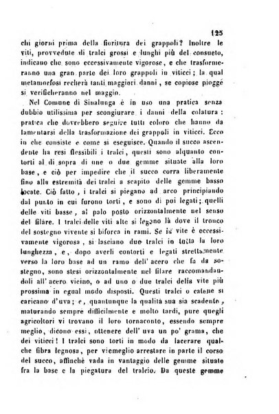 Bollettino del Comizio agrario vogherese