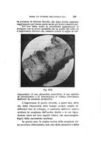 giornale/CAG0050194/1926/unico/00000185