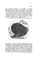 giornale/CAG0050194/1931/unico/00000551