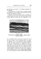 giornale/CAG0050194/1942/unico/00000293