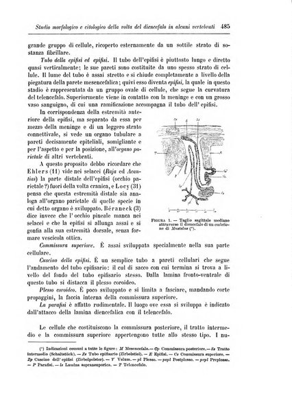 Rivista di patologia nervosa e mentale