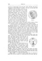 giornale/CFI0298588/1899/unico/00000326