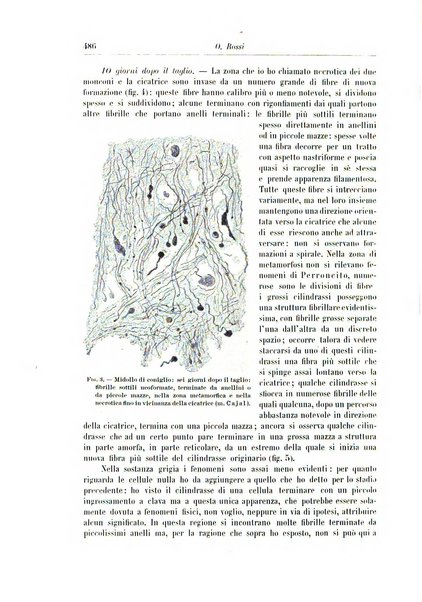 Rivista di patologia nervosa e mentale