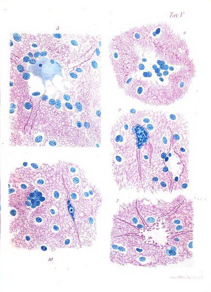 Rivista di patologia nervosa e mentale