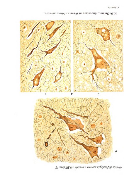 Rivista di patologia nervosa e mentale