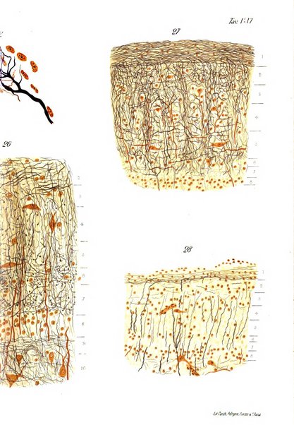 Rivista di patologia nervosa e mentale