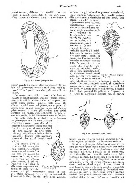 Varietas rivista illustrata