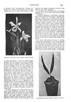 giornale/CFI0307758/1906/V.2/00000045