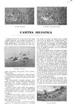 giornale/CFI0307758/1907/V.2/00000266