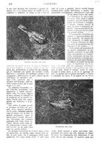 giornale/CFI0307758/1908/V.2/00000194