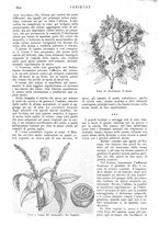 giornale/CFI0307758/1908/V.2/00000352