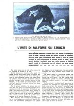 giornale/CFI0307758/1909/V.1/00000028
