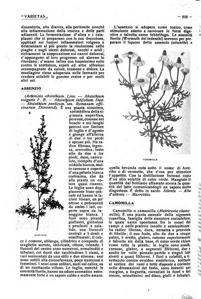 Varietas rivista illustrata