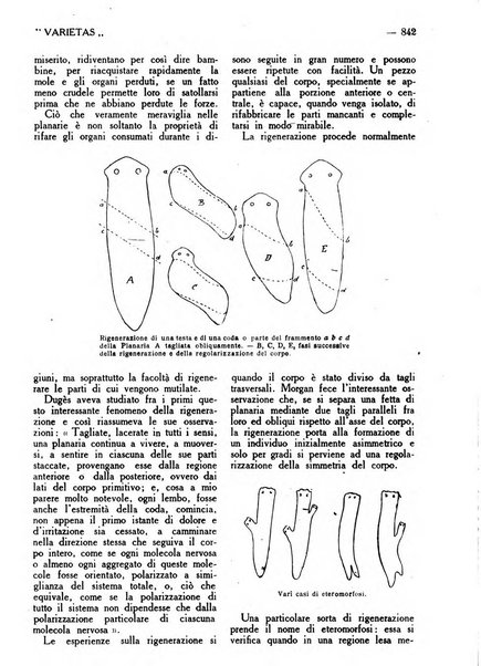 Varietas rivista illustrata