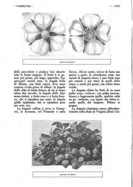 Varietas rivista illustrata