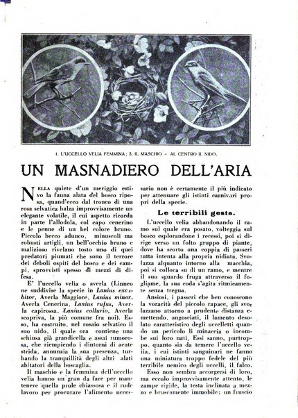 Varietas rivista illustrata