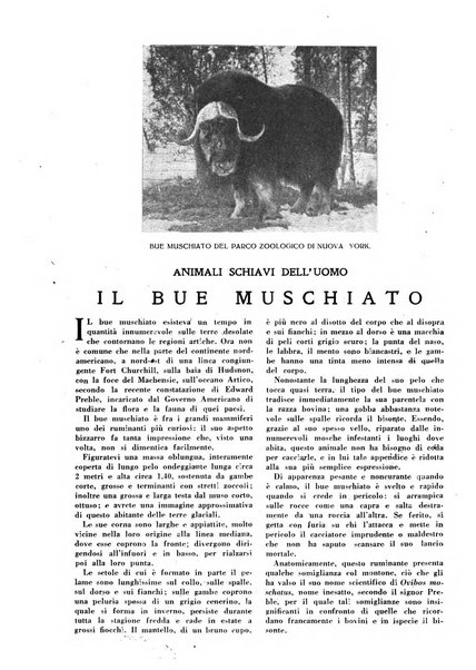 Varietas rivista illustrata