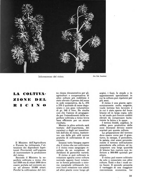 Varietas rivista illustrata