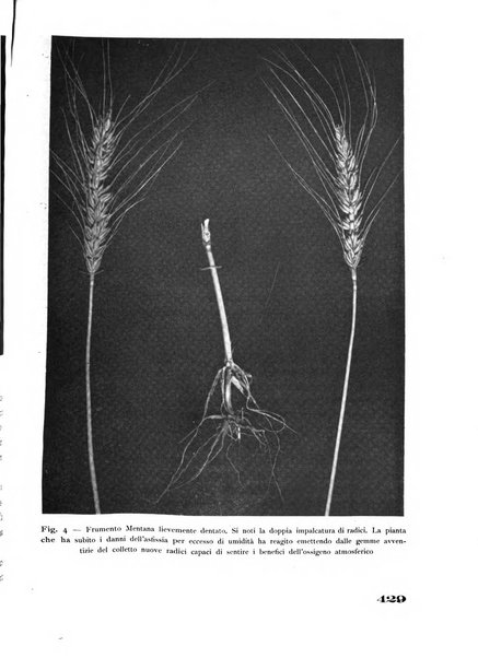 Rivista di estimo agrario e genio rurale