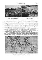 giornale/CFI0344389/1943/unico/00000211