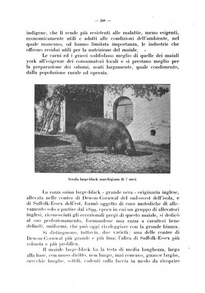 La critica zootecnica periodico illustrato mensile