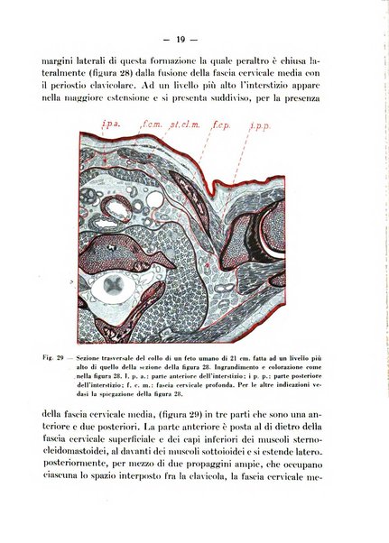 Archivio italiano per le malattie della trachea, bronchi, esofago