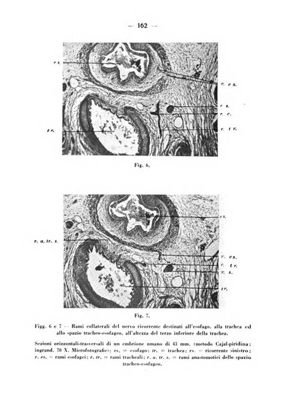 Archivio italiano per le malattie della trachea, bronchi, esofago