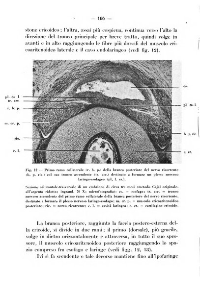 Archivio italiano per le malattie della trachea, bronchi, esofago