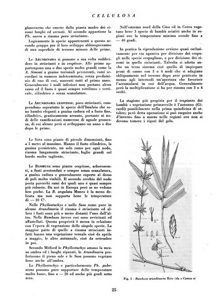 Cellulosa Bollettino ufficiale dell'Ente Nazionale per la cellulosa e per la carta