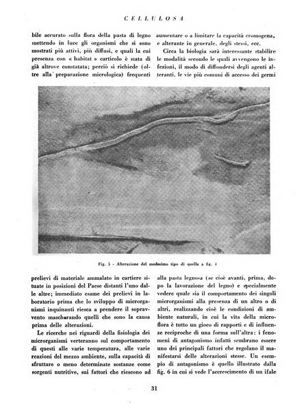 Cellulosa Bollettino ufficiale dell'Ente Nazionale per la cellulosa e per la carta