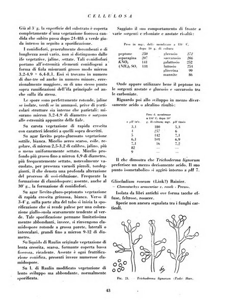 Cellulosa Bollettino ufficiale dell'Ente Nazionale per la cellulosa e per la carta